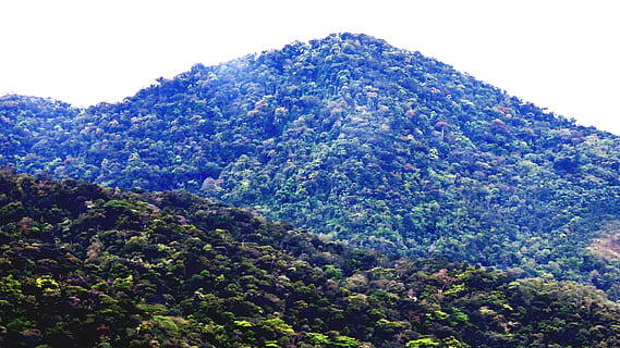 brasil, serra do mar, bellesa a la natura, planta, arbre, escenics - natura, creixement, muntanya, tranquil·litat, naturalesa, escena tranquil·la, cap gent, cel, vista d’angle baix, dia, escena no urbana, bosc, color verd, exuberant fullatge, fullatge, idíl·lic, a l'aire lliure, cim de muntanya, selva tropical, 4K, CC0, domini públic, lliure de regalies