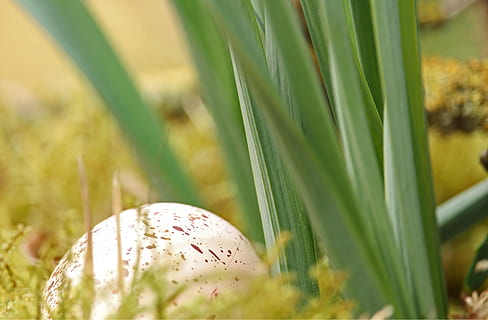 ovos de pascoa, ninho de páscoa, Páscoa, ovo, decoração de páscoa, tema de páscoa, Primavera, decorações de páscoa, saudações de páscoa, cartão, coelhinho da Páscoa, osterkorb, saudação de páscoa, decoração, plantar, crescimento, natureza, grama, fechar-se, cor verde, foco seletivo, ninguém, folha, dia, parte da planta, beleza na natureza, terra, ao ar livre, focar em primeiro plano, lâmina de grama, campo, luz solar, animais selvagens, agua, 4K, CC0, domínio público, royalty free