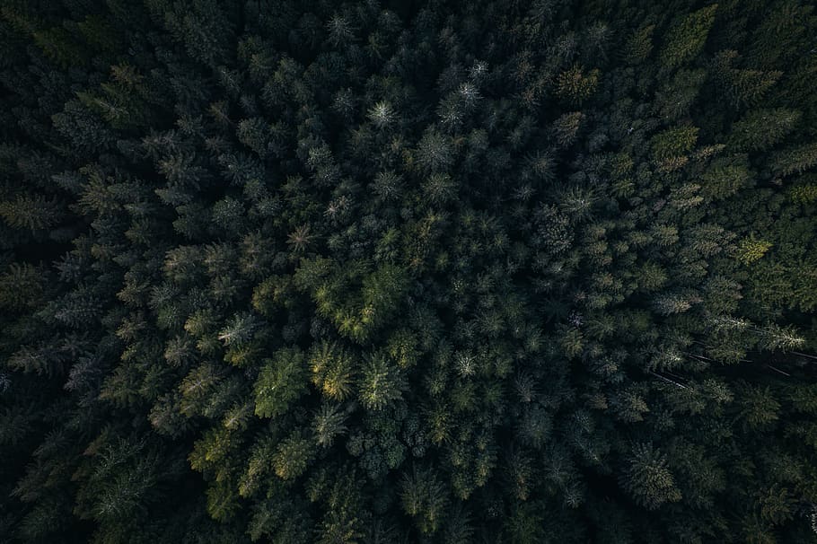 grøn, blad, træer, planter, natur, udendørs, antenne, udsigt, Skov, fuld ramme, baggrunde, ingen mennesker, træ, vækst, plante, grøn farve, vinter, mønster, dag, skønhed i naturen, afdeling, ro, fyrretræ, kold temperatur, tæt på, eviggrønne træ, sne, nåletræ, varme tøj, fyrreskov, 5K
