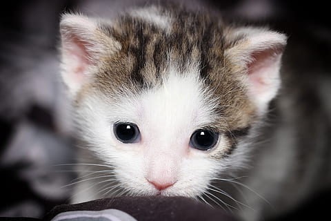 chat, petit, Jeune, visage, fermer, macro, chaton, mignonne, animal de compagnie, charmant, blanc, portrait, duveteux, femelle, mammifère, animal, animaux domestiques, national, thèmes animaux, un animal, chat domestique, félin, vertébré, partie du corps de l'animal, moustache, regarder la caméra, tête d'animal, jeune animal, personne, oeil d'animal, museau, 5K, CC0, domaine public, libre de droits