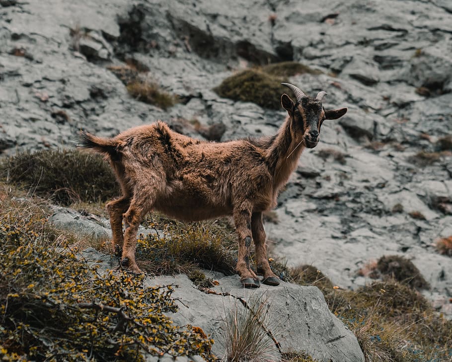 capra marrone, natura, antilope, mammifero, animale, capra, capra di montagna, asturie, Spagna, picos de europa, canino, cane, animale domestico, natura selvaggia, pecora, montagna, animali, animali di montagna, animali allo stato selvatico, vita animale, un animale, temi animali, roccia, roccia - oggetto, vertebrato, solido, animali domestici, lunghezza intera, terra, in piedi, giorno, nessuno, fauna selvatica, concentrarsi sulle conoscenze acquisite, domestico, all'aperto, erbivoro, 2K