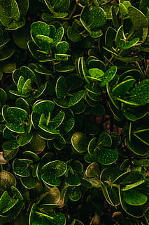 grønne planter, grøn, blad, plante, mos, vand, vegetação, dråber, regn, chuva, planter, verde, Gotas, plantas, alger, krukke, plantageejer, vase, potteplante, keramik, urter, grøn farve, vækst, plante del, fuld ramme, ingen mennesker, skønhed i naturen, baggrunde, natur, høj vinkel visning, tæt på, dag, friskhed, mad, direkte over, udendørs, mad og drikke, ro, overflod, blade, 4K, CC0, offentligt domæne, royaltyfrie