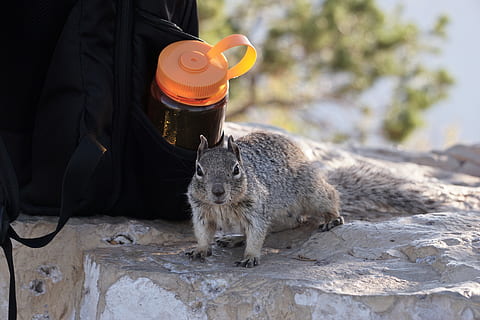 esquirol al costat de la motxilla, esquirol, animal, Gran Canó, EUA, mamífer, rosegador, cantimplora, paret, a l'aire lliure, naturalesa, motxilla, rata, retrat, vida salvatge, explorar, aventura, gat, mascota, rock, beure, un animal, vertebrats, fauna animal, animals a la natura, centrar-se en primer pla, una persona, mascotes, dia, part del cos humà, celebració, menjar i beguda, assegut, nacional, animals domèstics, 5K, CC0, domini públic, lliure de regalies