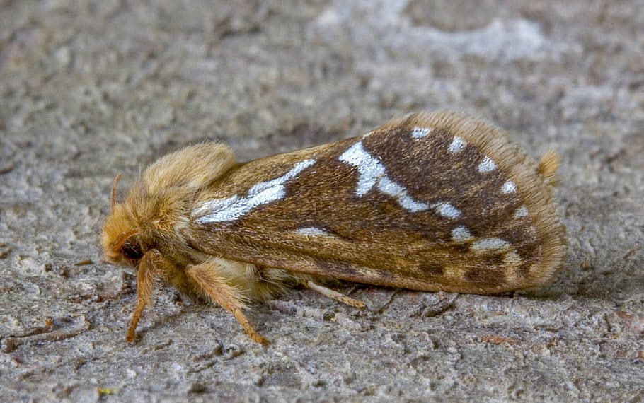 allgemeines schnelles, Motte, Makro, Insekt, Schmetterlinge, Flügel, Garten, Antennen, wirbellos, Muster, ein Tier, Tier, Tierthemen, Tierwelt, Tiere in freier Wildbahn, keine Leute, Nahansicht, Natur, Tag, Land, draußen, Zoologie, Feld, Sand, Seitenansicht, in voller Länge, Tierkörperteil, texturiert, 4K