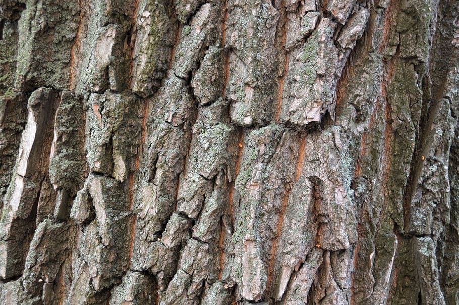 faktura, strom, textura, kůra, Pozadí, stromy, úleva, celý rám, texturou, kmen stromu, kufr, hrubý, detail, rostlina, nikdo, den, venku, vzor, rostlinné kůry, hnědý, Příroda, růst, zvětralý, přírodní vzor, dřevo - materiál, efekt, 4K