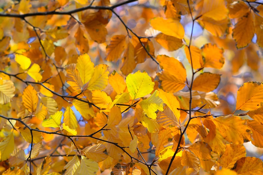 taronja, fulles, tardor, faig, naturalesa, full, groc, vermell, temporada, colorit, fullatge, caure, patró, color, estacional, bellesa a la natura, canvi, planta, branca, part de la planta, arbre, dia, creixement, cap gent, primer pla, vulnerabilitat, fragilitat, a l'aire lliure, fons, centrar-se en primer pla, marc complet, fulla d'auró, condició natural, col·lecció de tardor, 5K