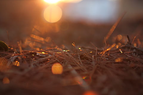düşmek, çam iğneleri, gün batımı, bokeh, sonbahar, kopyalama hızı, altın saat, doğa, seçici odak, arazi, Güneş ışığı, insansız, bitki, alan, açık havada, kapatmak, gökyüzü, mercek parlaması, çimen, Güneş, turuncu renk, kuru, doğada güzellik, gün, huzur, büyüme, yüzey seviyesi, 4K, CC0, kamu malı, telif ücretsiz