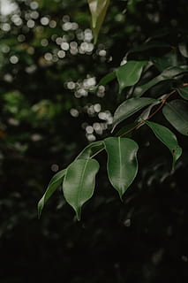 grüne Blattpflanze, Ast, Makro, Pflanzenteil, Blatt, Wachstum, Pflanze, Nahansicht, grüne Farbe, Schönheit in der Natur, keine Leute, Natur, Fokus auf den Vordergrund, Tag, Frische, draußen, selektiver Fokus, Verletzlichkeit, Baum, Zerbrechlichkeit, Ruhe, Blätter, Land, 5K, CC0, gemeinfrei, lizenzfrei