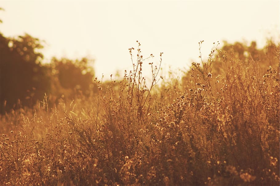 piante, i campi, luce del sole, pianta, cielo, campo, bellezza nella natura, terra, natura, tramonto, la tranquillità, crescita, estate, ambiente, paesaggio, scena tranquilla, nessuno, erba, messa a fuoco selettiva, sole, all'aperto, prato, primavera, luminosa, 1080P