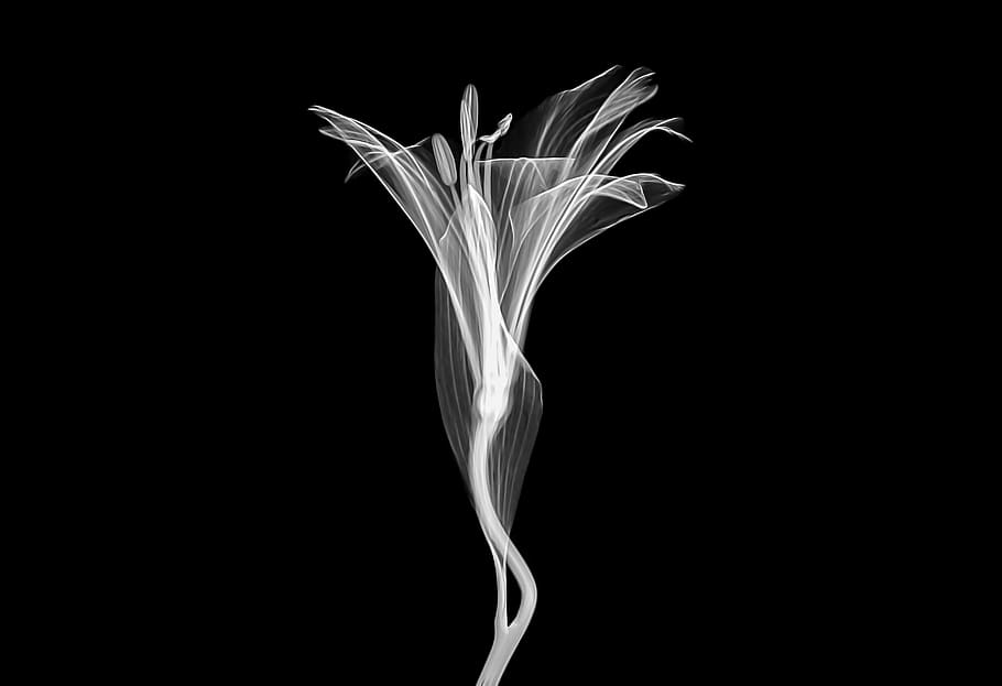 blanc, negre, macro, micro, naturalesa, planta, flor, transparent, tecnologia, xray, tir de l'estudi, fons negre, primer pla, vulnerabilitat, a l'interior, cap gent, fragilitat, còpia espai, frescor, bellesa a la natura, tallar, creixement, planta amb flors, pètal, moviment, sol objecte, Color blanc, 2K