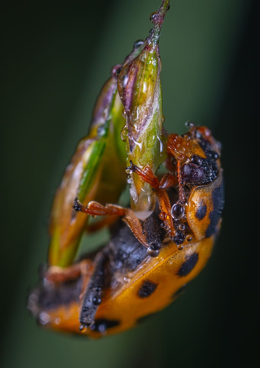 Brun, sort, insekt, hvirvelløse, dyr, have edderkopper, edderkop, arachnid, cricket insekt, bi, Andrena, hveps, gedehams, tæt på, dug, edderkoppespind, Apidae, bladlus, sort enke, argiope, ildflue, ingen mennesker, dyr i naturen, dyreliv, et dyr, dyre temaer, plante, natur, blomst, studio skud, friskhed, selektiv fokusering, blomstrende plante, grøn farve, dag, mad og drikke, fokus på forgrunden, sort baggrund, lilla, 2K