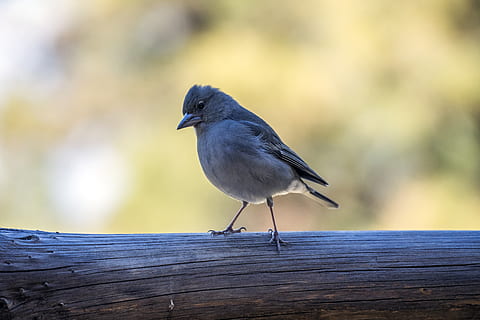 ocell, naturalesa, fauna animal, temes d'animals, un animal, animals a la natura, animal, vertebrats, posat, material de fusta, centrar-se en primer pla, dia, longitud completa, cap gent, primer pla, a l'aire lliure, color negre, vista lateral, tauler, enfocament selectiu, 5K, CC0, domini públic, lliure de regalies
