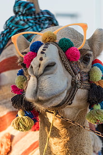 Diwali, cammello, Egitto, mammifero, animali domestici, domestico, un animale, animale, temi animali, nessuno, avvicinamento, bestiame, concentrarsi sulle conoscenze acquisite, capi di abbigliamento, testa di animale, vertebrato, giorno, multicolore, decorazione, arte e artigianato, parte del corpo animale, sciarpa, erbivoro, 5K, CC0, dominio pubblico, privo di copyright