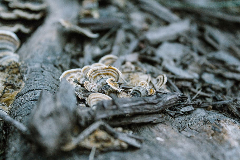 blanc, algues, mort, tronc de l'arbre, fongs, animal, turó de la tosca, Estats Units, invertebrat, macro, naturalesa, rock, la vida marina, petxina de mar, arbre, sòl, arrel, a l'aire lliure, textura, bolets, textura de l'arbre, superfície texturada, enfocament selectiu, primer pla, cap gent, material de fusta, dia, temes d'animals, fauna animal, animals a la natura, vertebrats, rèptil, terra, grup d’animals, fusta, planta, 5K