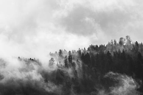 fons de pantalla, fons, simplista, minimalista, naturalesa, monocroma, blanc i negre, paisatge, misteriós, aventura, desert, temps, turons, muntanyes, núvols, bosc, boira, escenics - natura, bellesa a la natura, cel, arbre, tranquil·litat, escena tranquil·la, planta, núvol - cel, medi ambient, cap gent, terra, escena no urbana, idíl·lic, dia, creixement, a l'aire lliure, arbre de coníferes, pi, bosc de pi, 5K, CC0, domini públic, lliure de regalies