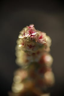 blomst, makro, blød, flor, ørken, patrick hendry, VIVITAR, 90mm, kanon, 5DS, tæt på, friskhed, studio skud, plante, selektiv fokusering, skønhed i naturen, ingen mennesker, indendørs, blomstrende plante, natur, lyserød farve, sort baggrund, sårbarhed, skrøbelighed, knop, vækst, mad, mad og drikke, kronblad, blødhed, 8K, CC0, offentligt domæne, royaltyfrie
