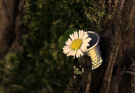 margherita, ditale, foglia, muschio, albero, fiore appuntito, natura, pianta, fiore, primavera, estate, flora, fioritura, giallo, abbaiare, cose da cucire, nähutensil, decorativo, carta geografica, biglietto d'auguri, cartolina, romantico, pianta fiorita, tronco d'albero, tronco, avvicinamento, crescita, freschezza, bellezza nella natura, fragilità, concentrarsi sulle conoscenze acquisite, giorno, vulnerabilità, nessuno, testa di fiore, petalo, infiorescenza, messa a fuoco selettiva, all'aperto, polline, 5K, CC0, dominio pubblico, privo di copyright