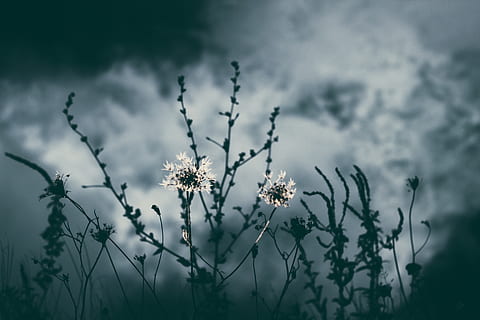 foto em tons de cinza, Flor, nublado, Sombrio, flores, plantas, plantar, planta com flores, beleza na natureza, natureza, frescura, fragilidade, ninguém, vulnerabilidade, focar em primeiro plano, céu, foco seletivo, nuvem - céu, fechar-se, ao ar livre, crescimento, caule vegetal, tranquilidade, inculto, cabeça de flor, primavera, suavidade, 5K, CC0, domínio público, royalty free