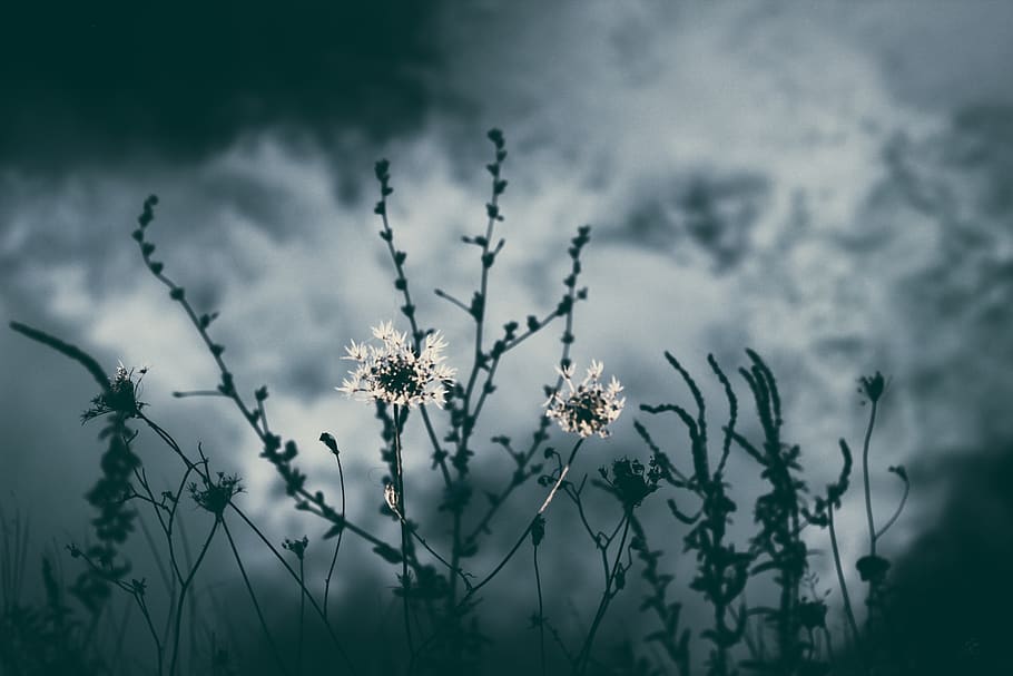 foto em tons de cinza, Flor, nublado, Sombrio, flores, plantas, plantar, planta com flores, beleza na natureza, natureza, frescura, fragilidade, ninguém, vulnerabilidade, focar em primeiro plano, céu, foco seletivo, nuvem - céu, fechar-se, ao ar livre, crescimento, caule vegetal, tranquilidade, inculto, cabeça de flor, primavera, suavidade, 5K