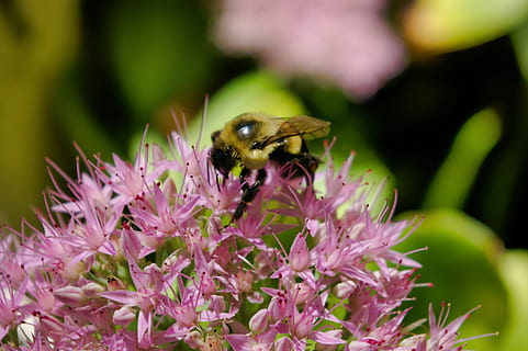 bumblebee, แมลงภู่, ผึ้ง, แมลง, ธรรมชาติ, ปีก, การผสมเกสรดอกไม้, pollinator, พฤกษา, โดยธรรมชาติ, ดอกไม้, แมโคร, กลีบดอก, กลางแจ้ง, สีชมพู, สีเขียว, สีเหลือง, สัตว์หนึ่งตัว, สัตว์, ไม้ดอก, ธีมสัตว์, สัตว์ในป่า, ปลูก, สัตว์ป่า, สัตว์ที่ไม่มีกระดูกสันหลัง, ความงามในธรรมชาติ, ใกล้ชิด, ความบอบบาง, กลีบดอกไม้, ความอ่อนแอ, หัวดอกไม้, ความสด, การเจริญเติบโต, ไม่มีคน, สีม่วง, 2K, CC0, โดเมนสาธารณะ, ค่าลิขสิทธิ์ฟรี