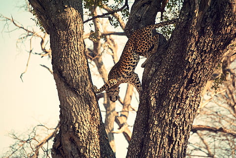 lleopard a l'arbre, tronc, tronc de l'arbre, arbre, planta, temes d'animals, animals a la natura, animal, fauna animal, lleopard, gat gran, gat, mamífer, felí, cap gent, branca, naturalesa, escalada, un animal, vertebrats, centrar-se en primer pla, a l'aire lliure, guepard, escorça, 4K, CC0, domini públic, lliure de regalies