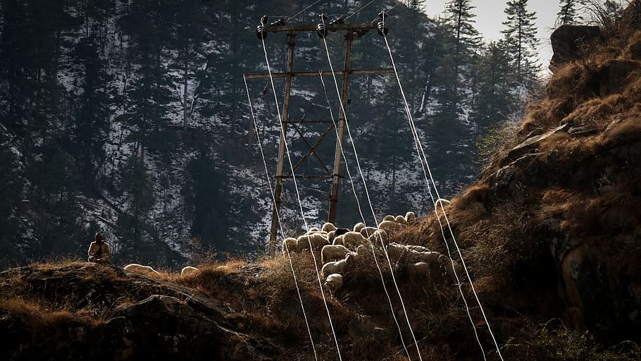 telaio della funivia, messaggi, persona, umano, mammifero, animale, natura, pianta, albero, cavo, abete, abies, attività ricreative, avventura, coyote, linee elettriche, torre di trasmissione elettrica, giraffa, orso, orso bruno, conifera, orso nero, terra, foresta, nessuno, giorno, acqua, scena non urbana, la tranquillità, bellezza nella natura, scena tranquilla, all'aperto, scenics - natura, tronco, Inquadratura dal basso, tronco d'albero, corda, 5K
