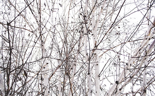 Kanada, Toronto, Muster, Textur, Bäume, Schneebaum, draußen, die Architektur, Natur, Baum, Lebensstil, kalt, zing, hell, Perspektive, Leben, Struktur, kahler Baum, Pflanze, Flachwinkelansicht, Ast, keine Leute, kalte Temperatur, Winter, Schnee, Ruhe, Himmel, Tag, Schönheit in der Natur, Hintergründe, Szenen - Natur, weiße Farbe, klarer Himmel, schneit, 4K, CC0, gemeinfrei, lizenzfrei