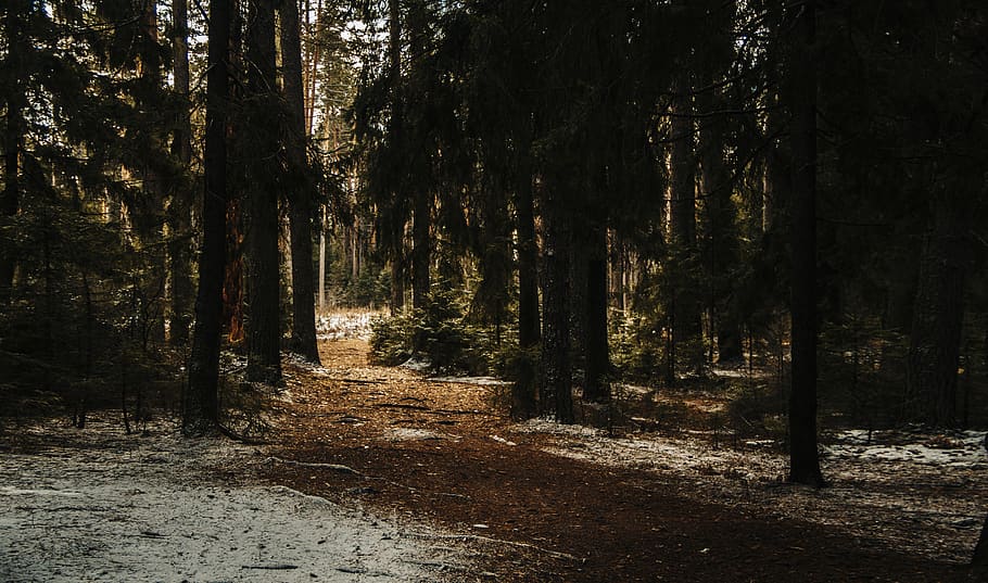 fotografia de paisatge, arbres forestals, la llum del dia, medi ambient, bosc, paisatge, naturalesa, parc, escènic, neu, llum solar, arbres, boscos, arbre, terra, planta, tranquil·litat, tronc, tronc de l'arbre, creixement, bellesa a la natura, cap gent, escena tranquil·la, escena no urbana, dia, a l'aire lliure, escenics - natura, remot, 5K