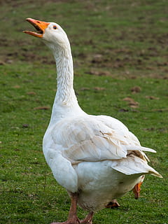 goose, ranting, aggressive, attack, defend, complain, gripe, agriculture, livestock, bird, animal themes, vertebrate, animals in the wild, animal, animal wildlife, one animal, field, grass, land, white color, nature, day, focus on foreground, no people, close-up, plant, water bird, beak, animal neck, 2K, CC0, public domain, royalty free