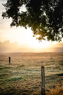 grønnbladet tre, bakgrunnsbelyst, skyer, soloppgang, felt, tåke, tåkete, gress, landskap, natur, scenisk, himmel, sol, solstråler, trær, nettinggjerde, anlegg, tre, solnedgang, ro, rolig scene, land, naturskjønnhet - natur, skjønnhet i naturen, ingen folk, tre - materiale, gjerde, post, miljø, barriere, grense, trepost, utendørs, 5K, CC0, offentlig domene, opphavsrett gratis