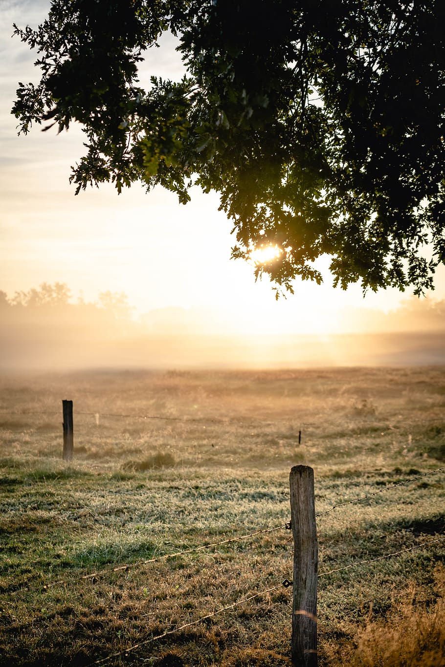 arbre amb fulles verdes, retroil·luminat, núvols, alba, camp, boira, herba, paisatge, naturalesa, escènic, cel, sol, raigs del sol, sortida del sol, arbres, tanca de filferro, planta, arbre, posta de sol, tranquil·litat, escena tranquil·la, terra, escenics - natura, bellesa a la natura, cap gent, material de fusta, tanca, publicació, medi ambient, barrera, límit, post de fusta, a l'aire lliure, 5K
