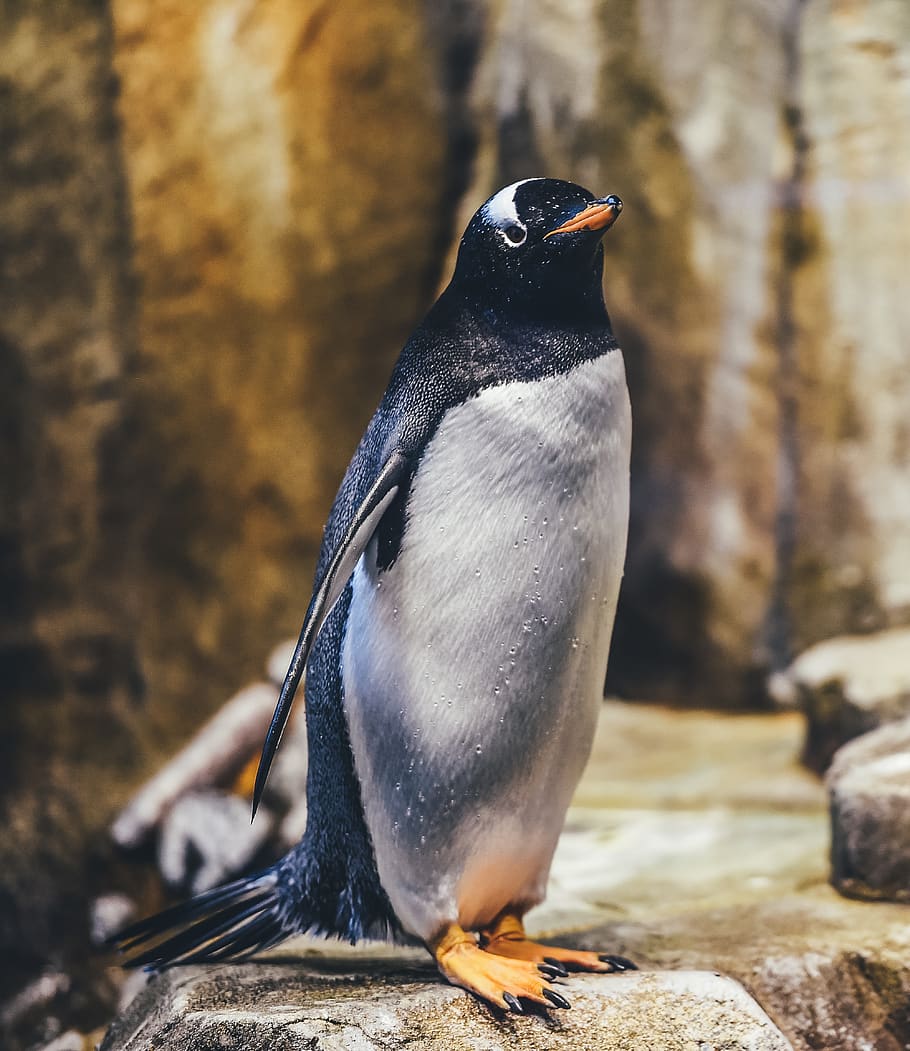 Pinguin auf Felsen, Tierwelt, Tierthemen, Vogel, Tiere in freier Wildbahn, Tier, Wirbeltier, ein Tier, Tag, Rock, Rock - Objekt, Fokus auf den Vordergrund, solide, keine Leute, Nahansicht, Pinguin, hocken, Natur, draußen, schwarze Farbe, Holz - Material, 4K