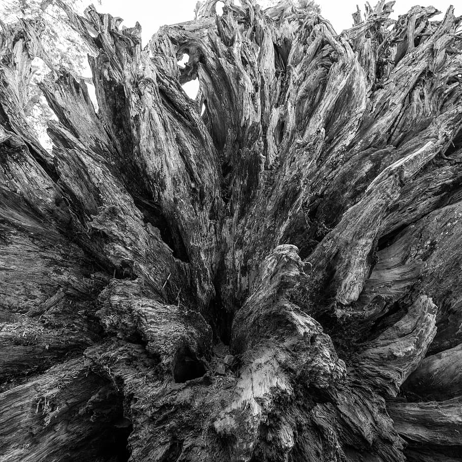 arbre, arrels, sequoia, mort, cap gent, naturalesa, textura, planta, dia, patró, marc complet, aspre, fons, tronc, tronc de l'arbre, primer pla, a l'aire lliure, rock, tranquil·litat, creixement, bellesa a la natura, patró natural, geologia, escorça, 4K