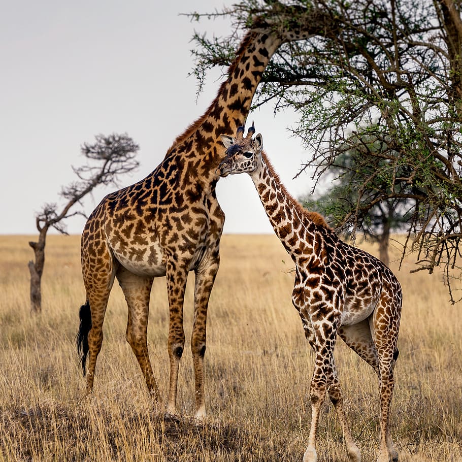 dues girafes, fauna animal, animal, temes d'animals, animals a la natura, mamífer, safari, planta, cap gent, arbre, grup d’animals, girafa, camp, naturalesa, herba, vertebrats, cel, dia, marques d’animals, dos animals, a l'aire lliure, herbívors, guepard, 2K
