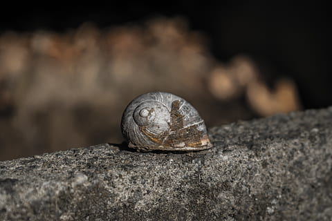Bèlgica, oudenaarde, eine, shell, animal, fauna animal, temes d'animals, enfocament selectiu, un animal, animals a la natura, primer pla, sòlid, closca d’animals, rock - object, rock, cap gent, naturalesa, mol·lusc, textura, invertebrat, dia, a l'aire lliure, cargol, marí, 5K, CC0, domini públic, lliure de regalies