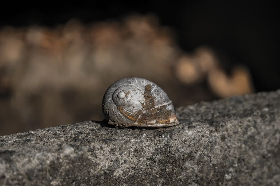 Bèlgica, oudenaarde, eine, shell, animal, fauna animal, temes d'animals, enfocament selectiu, un animal, animals a la natura, primer pla, sòlid, closca d’animals, rock - object, rock, cap gent, naturalesa, mol·lusc, textura, invertebrat, dia, a l'aire lliure, cargol, marí, 5K