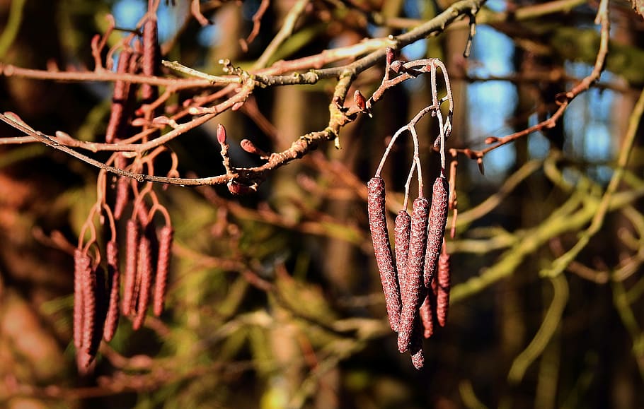 Zapfen, Wald, Baum, Natur, Winter, Pflanze, Fokus auf den Vordergrund, Nahansicht, Wachstum, Ast, keine Leute, Tag, Schönheit in der Natur, Weidenkätzchen, Ruhe, draußen, hängend, Zweig, Blume, selektiver Fokus, blühende Pflanze, Verletzlichkeit, Pflanzenstamm, 4K