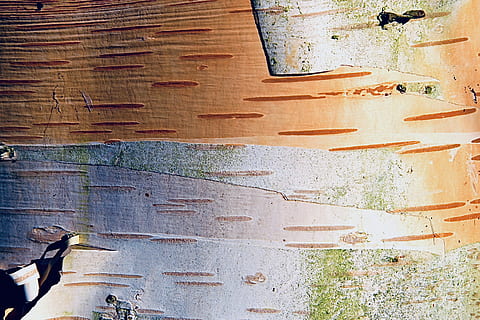 art, rust, wall, tree texture, modern art, painting, mural, graffiti, home decor, canvas, drawing, stain, texture, tapestry, ornament, transportation, vehicle, bike, bicycle, paint container, wood - material, built structure, architecture, wall - building feature, day, indoors, no people, weathered, high angle view, sunlight, building, old, textured, close-up, nature, directly above, pattern, 2K, CC0, public domain, royalty free