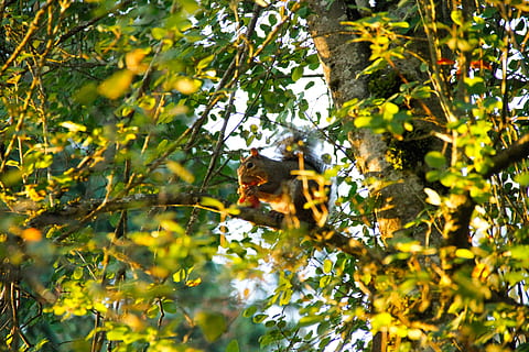 arbre, écureuil, branche, tomber, printemps, feuilles, la vie, mode de vie, photo, la photographie, difficile, queue, Orange, paysage, faune, la nature, sauvage, thèmes animaux, animal, un animal, mammifère, plante, vertébré, partie de la plante, la faune des animaux, feuille, animaux à l'état sauvage, primate, singe, en plein air, personne, journée, forêt, couleur verte, 5K, CC0, domaine public, libre de droits