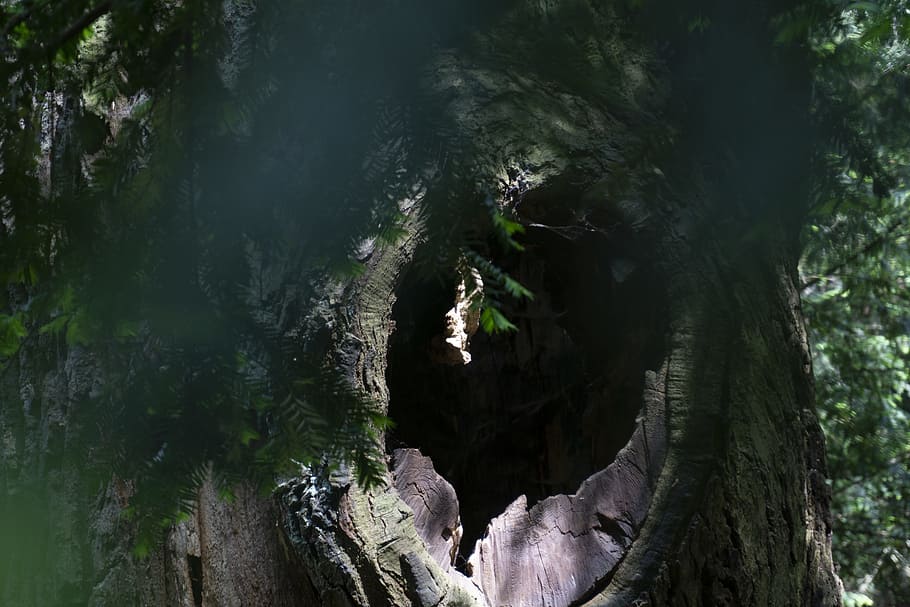 verd, arbre, durant el dia, branca, la llum del dia, medi ambient, exploració, creixement, forat, fulles, macro, naturalesa, a l'aire lliure, parc, estiu, escorça d'arbre, tronc de l'arbre, aigua, fusta, planta, bosc, cap gent, terra, tronc, dia, bellesa a la natura, vista d’angle baix, tranquil·litat, escenics - natura, cova, escena no urbana, escena tranquil·la, material de fusta, moviment, 5K