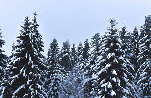 sne, dækket, fyrretræer, overskyet, himmel, grene, kold, dagslys, miljø, gran, Skov, pift, frost, frost-, Frosset, is, isnende, landskab, natur, naturfotografering, naturskøn, sæson, snedækket, sollys, træer, vejr, vinter, vinterlandskab, kold temperatur, træ, plante, skønhed i naturen, ro, rolig scene, scenics - natur, jord, ingen mennesker, nåletræ, ikke-urbane scene, fyrretræ, dag, udendørs, snedækket bjerg, fyrreskov, 4K, CC0, offentligt domæne, royaltyfrie