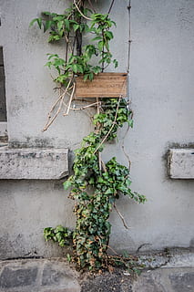 piante a foglia verde, bianca, parete, costruzione, luce del giorno, crescita, edera, maturazione, pietra, legna, pianta, caratteristica della parete, parte vegetale, foglia, colore verde, nessuno, natura, architettura, struttura costruita, giorno, pianta rampicante, all'aperto, pianta in vaso, esterno dell'edificio, vite, bellezza nella natura, avvicinamento, 5K, CC0, dominio pubblico, privo di copyright