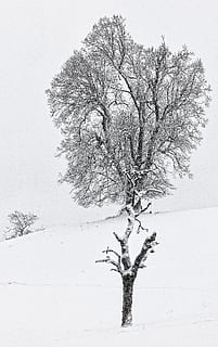 copac maron gol, copac, plantă, frumusețe în natură, iarnă, arbore gol, liniște, cer, temperatura rece, natură, ramură, nici o persoana, zăpadă, zi, o scenă liniștită, un singur copac, scenice - natura, mediu inconjurator, cer senin, trompă, în aer liber, izolat, planta moartă, ninsorile, 8K, CC0, domeniu public, fără drepturi de autor