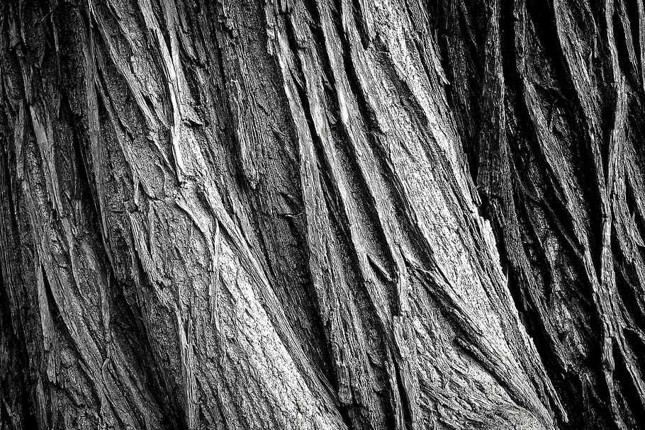 abbaiare, struttura, quercia, vecchio, albero, legna, di legno, boschi, natura, strutturato, sfondi, fotogramma intero, tronco d'albero, tronco, modello, nessuno, ruvido, avvicinamento, modello naturale, corteccia vegetale, legno - materiale, giorno, pianta, all'aperto, Marrone, effetto strutturato, venatura del legno, condizione naturale, 1080P