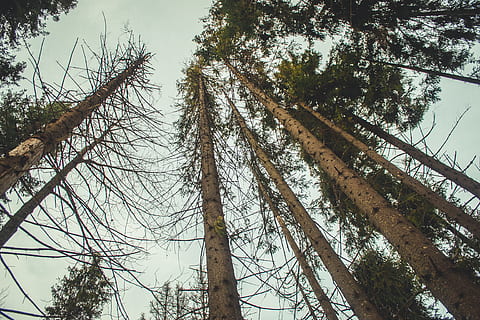copaci verzi cu frunze, copac, plantă, lemn rosu, conifer, abies, brad, trunchi de copac, pin, larice, Arecaceae, palmier, mesteacăn, ușoară, semnal luminos, molid, cablu, clădire, observator, arhitectură, animal, vedere unghiulară joasă, cer, liniște, ramură, trompă, nici o persoana, creştere, natură, frumusețe în natură, zi, pădure, teren, înalt - înalt, în aer liber, o scenă liniștită, arbore gol, scenă non-urbană, copac copac, 4K, CC0, domeniu public, fără drepturi de autor