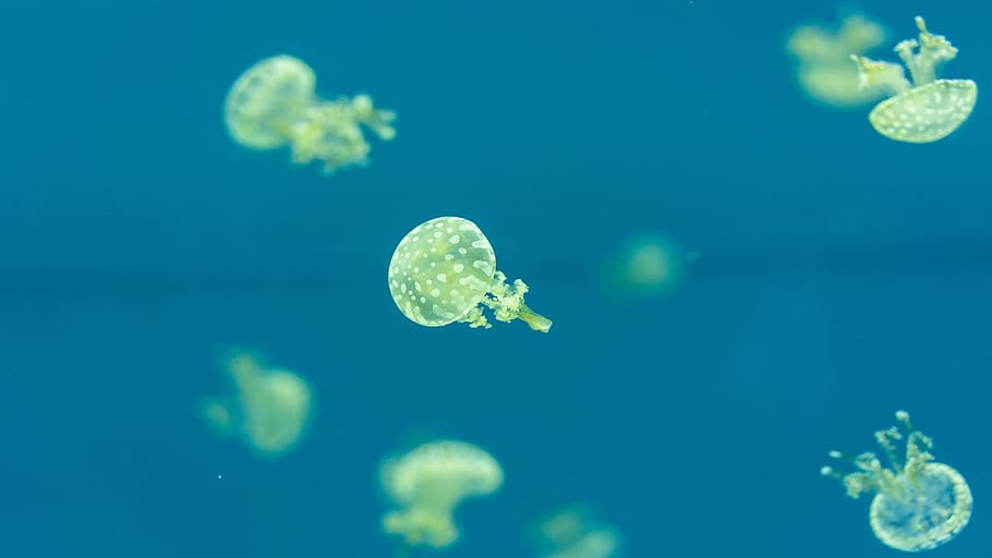 meduses grogues, meduses, la vida marina, animal, invertebrat, aquàtics, aigua, esponja animal, esports, bussejador, busseig, esport, snorkel, compàs de compàs, pol·len, planta, manta ray, peix, escorpí, cloïssa, petxina de mar, temes d'animals, sota l'aigua, fauna animal, mar, animals a la natura, marí, nedar, grup d’animals, naturalesa, bellesa a la natura, submarí, cap gent, blau, aquari, flotant a l'aigua, a l'aire lliure, llacuna, fons blau, verinós, 5K