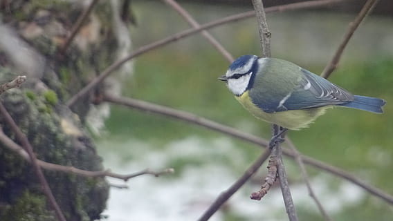 chapim, pássaro, temas animais, animais selvagens, animal, vertebrado, um animal, animais em estado selvagem, empoleirar, focar em primeiro plano, árvore, ramo, ninguém, plantar, fechar-se, dia, bluetit, natureza, ao ar livre, galho, ave canora, 5K, CC0, domínio público, royalty free