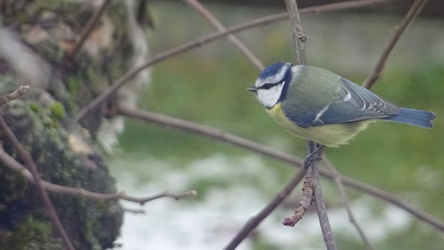 crida, ocell, temes d'animals, fauna animal, animal, vertebrats, un animal, animals a la natura, posat, centrar-se en primer pla, arbre, branca, cap gent, planta, primer pla, dia, bluetit, naturalesa, a l'aire lliure, songbird, 5K