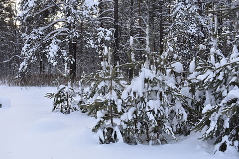 hivern, neu, bosc, pi, siberia, gelades, fred, naturalesa, paisatge, arbres, temperatura de fred, arbre, planta, terra, bellesa a la natura, escena tranquil·la, Color blanc, escenics - natura, tranquil·litat, medi ambient, congelat, escena no urbana, cap gent, cobertura, dia, a l'aire lliure, nevar, clima extrem, muntanya nevada, arbre de coníferes, 5K, CC0, domini públic, lliure de regalies