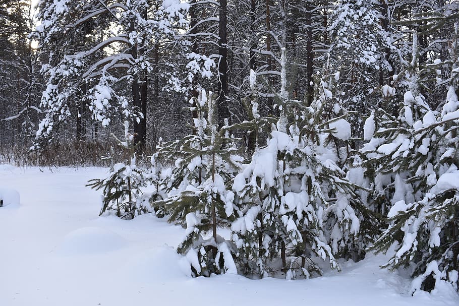 hivern, neu, bosc, pi, siberia, gelades, fred, naturalesa, paisatge, arbres, temperatura de fred, arbre, planta, terra, bellesa a la natura, escena tranquil·la, Color blanc, escenics - natura, tranquil·litat, medi ambient, congelat, escena no urbana, cap gent, cobertura, dia, a l'aire lliure, nevar, clima extrem, muntanya nevada, arbre de coníferes, 5K